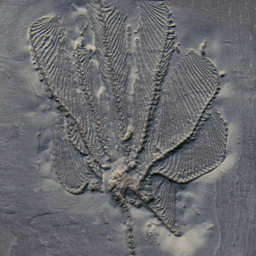 Hapalocrinus frechi; Bundenbach