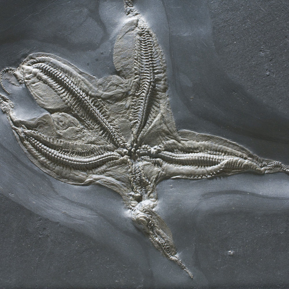 Loriolaster mirabilis; Bundenbach