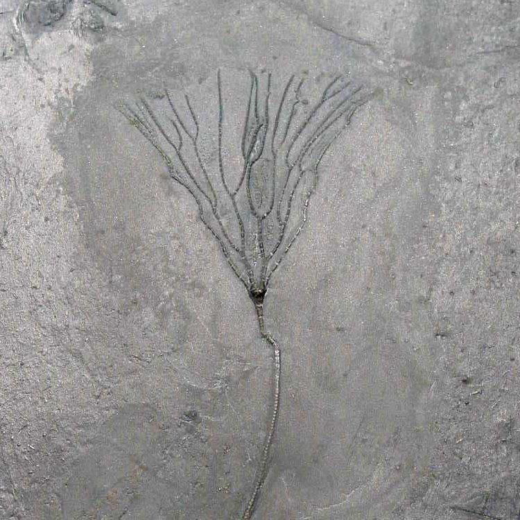 Bactrocrinites jaekeli; Bundenbach