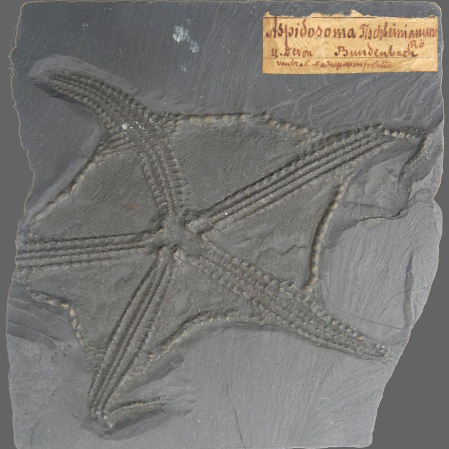 Euzonosoma tischbeinianum; Bundenbach