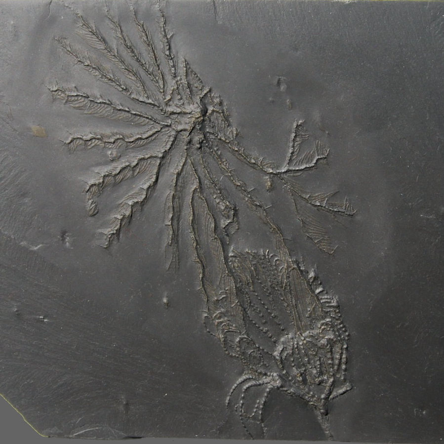 Imitatocrinus gracilor; Bundenbach