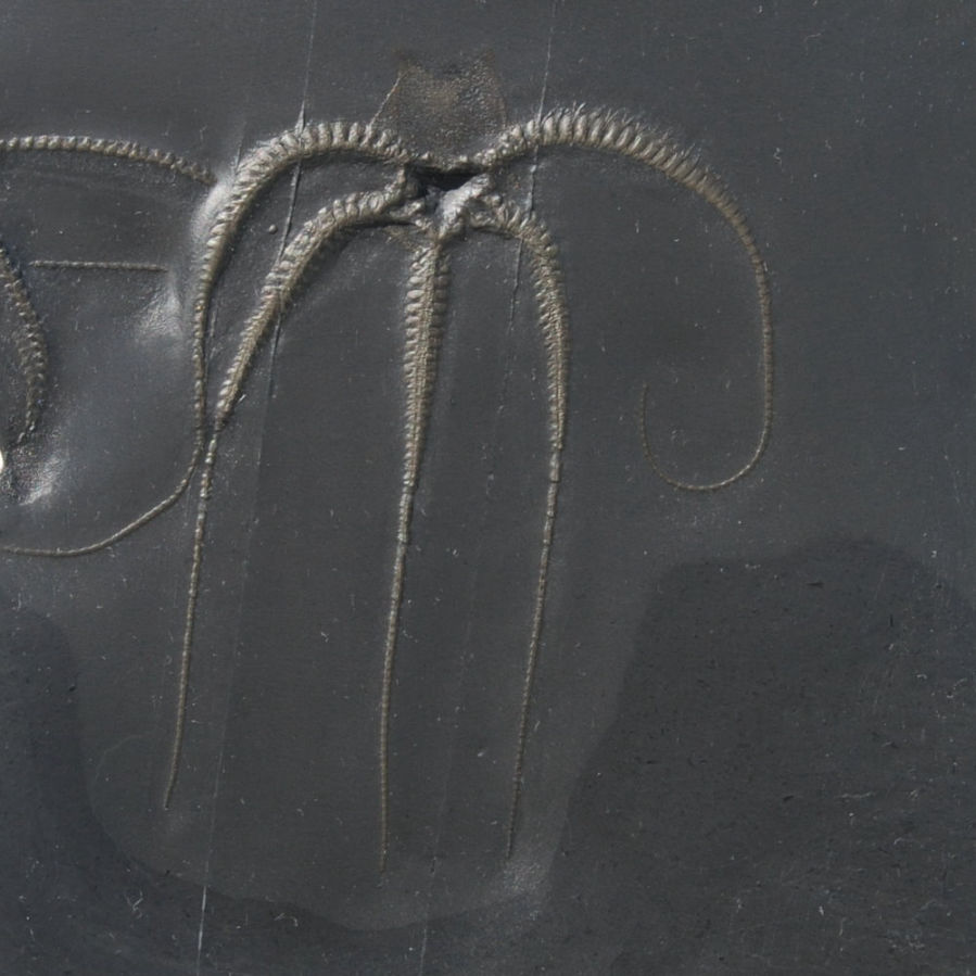 Furcaster decheni; Bundenbach