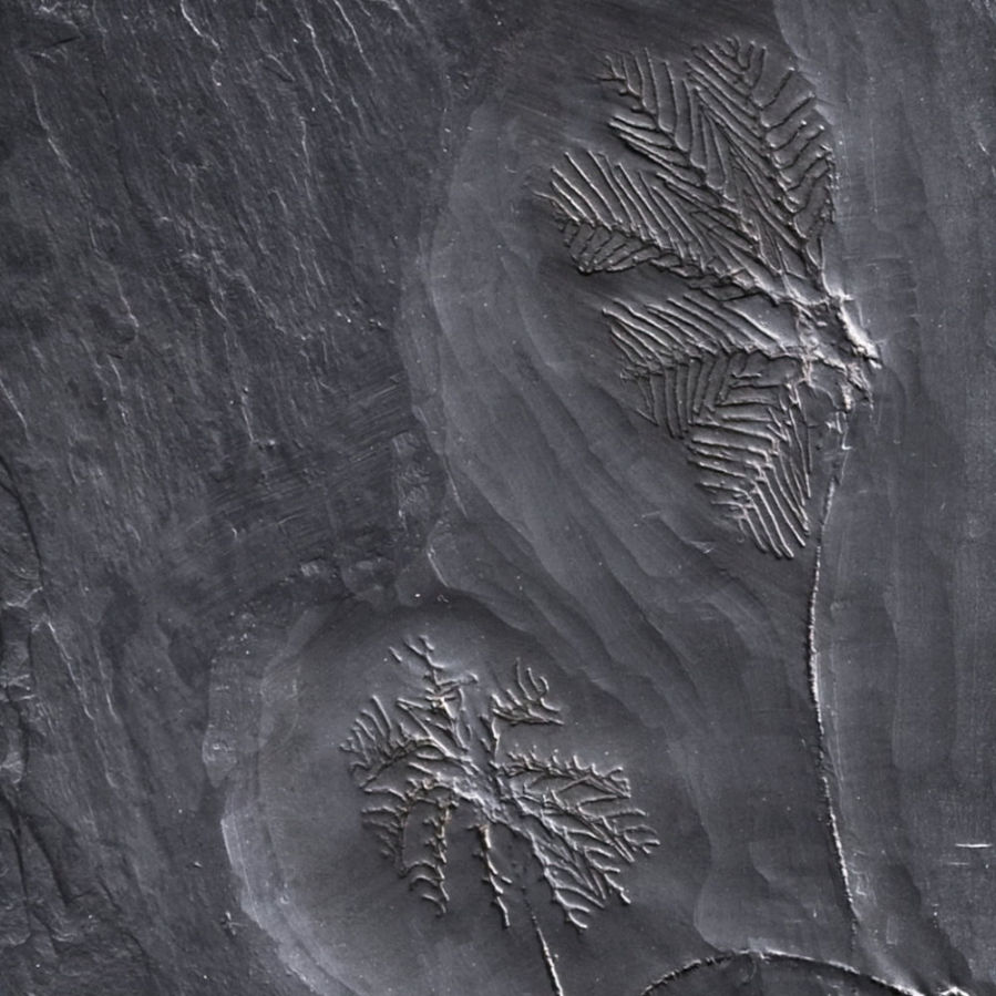 Thallocrinus procerus; Bundenbach