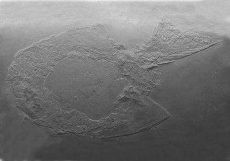 Bundenbach_Fossilien_Agnatha