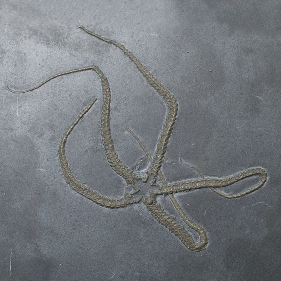 Furcaster palaeozoicus; Bundenbach