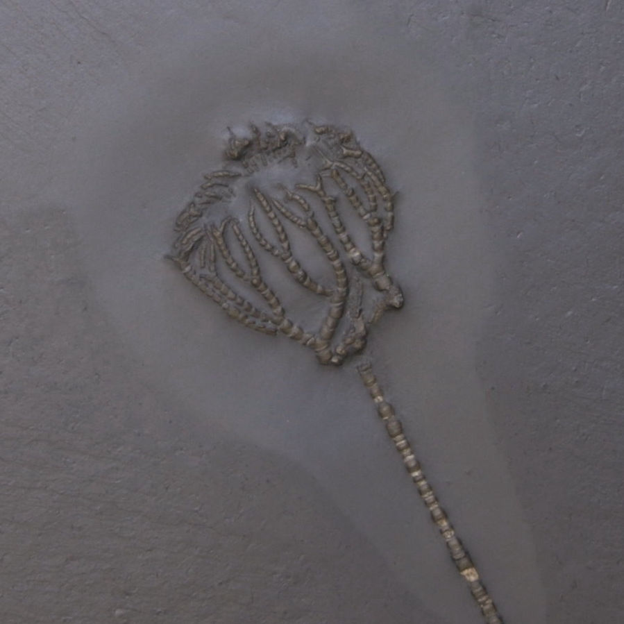 Taxocrinus stuertzii; Bundenbach