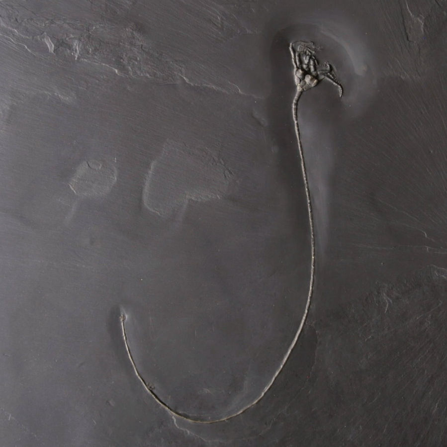 Codiacrinus schultzei; Bundenbach