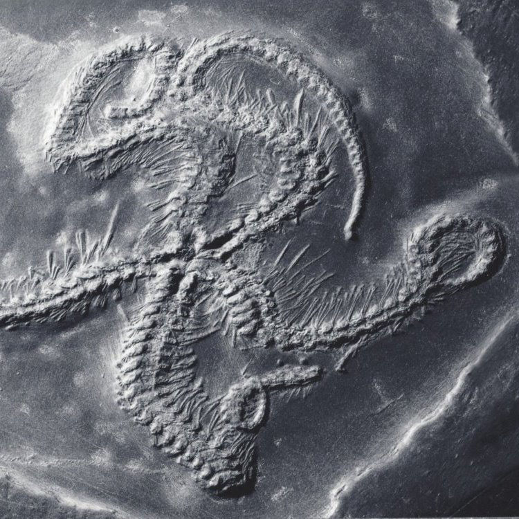 Eospondylus primigenius; Bundenbach