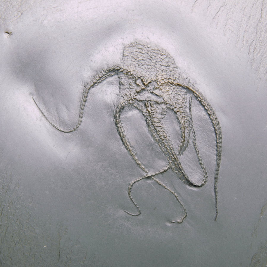 Bundenbachia beneckei; Bundenbach