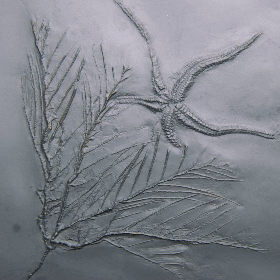 Rhadinocrinus nanus; Bundenbach