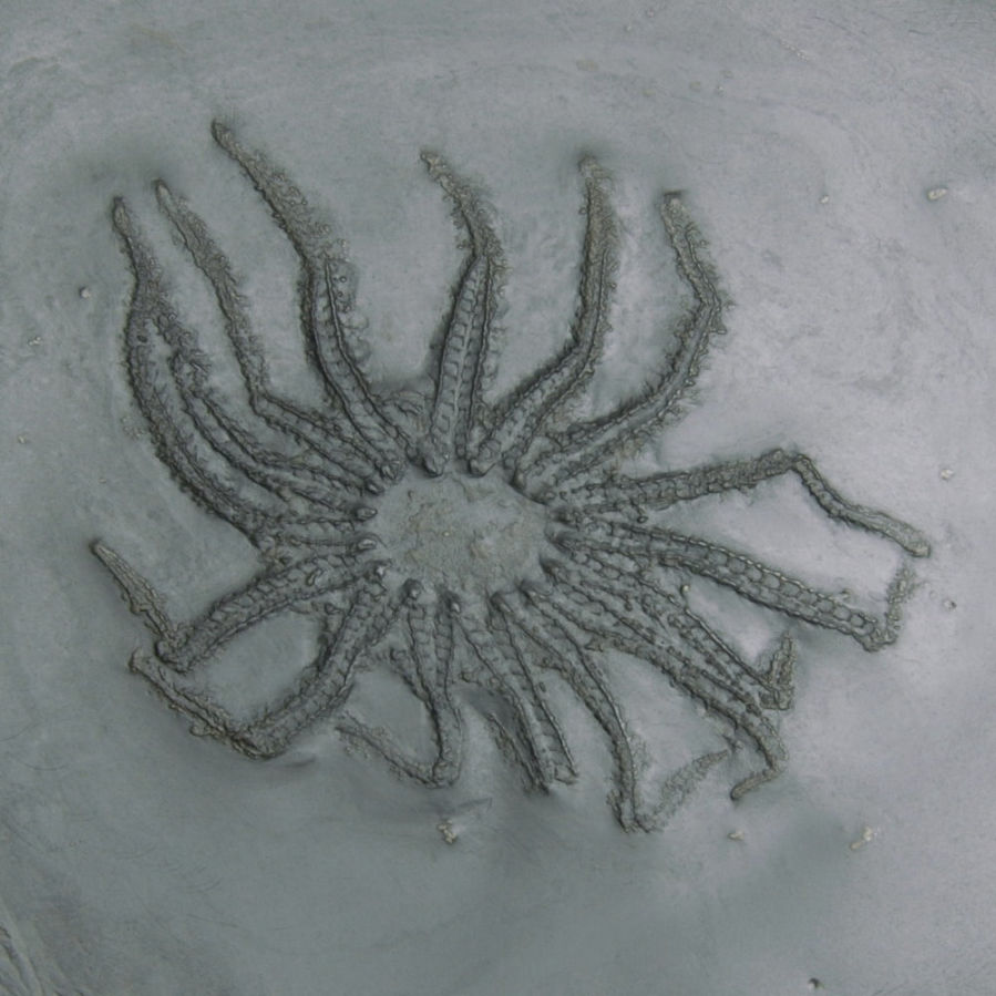 Medusaster rhenanus; Bundenbach