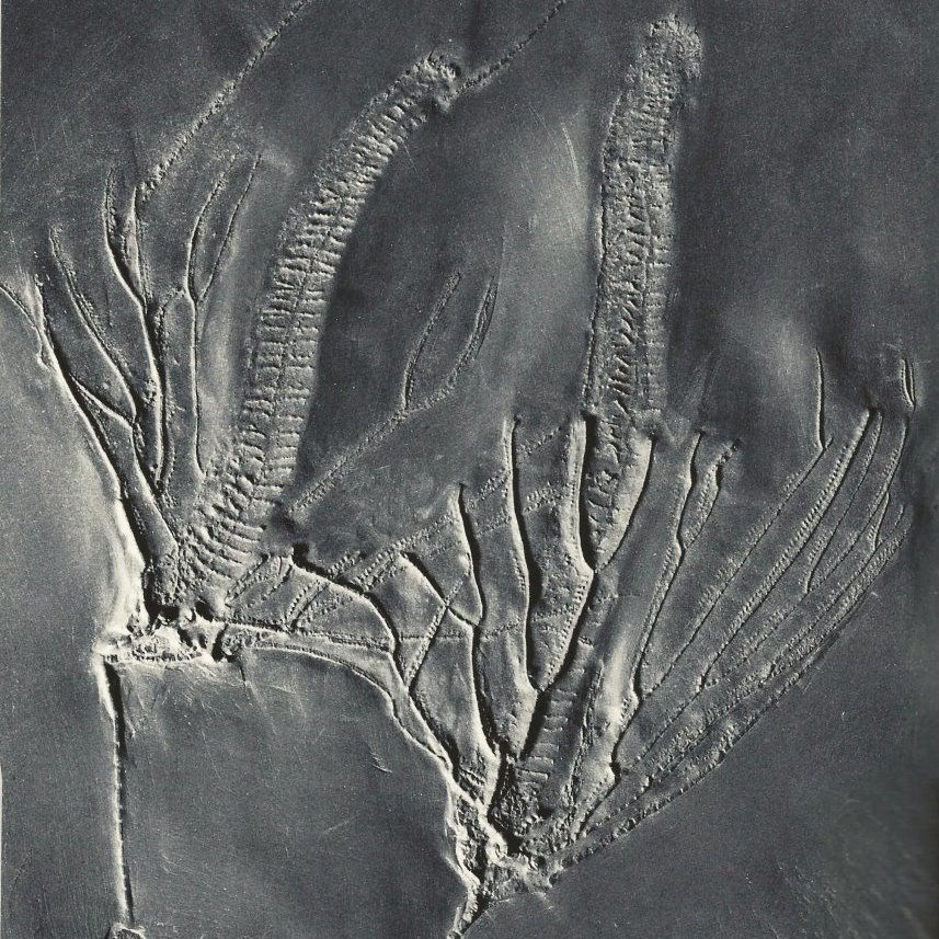 Parisangulocrinus zeaeformis; Bundenbach