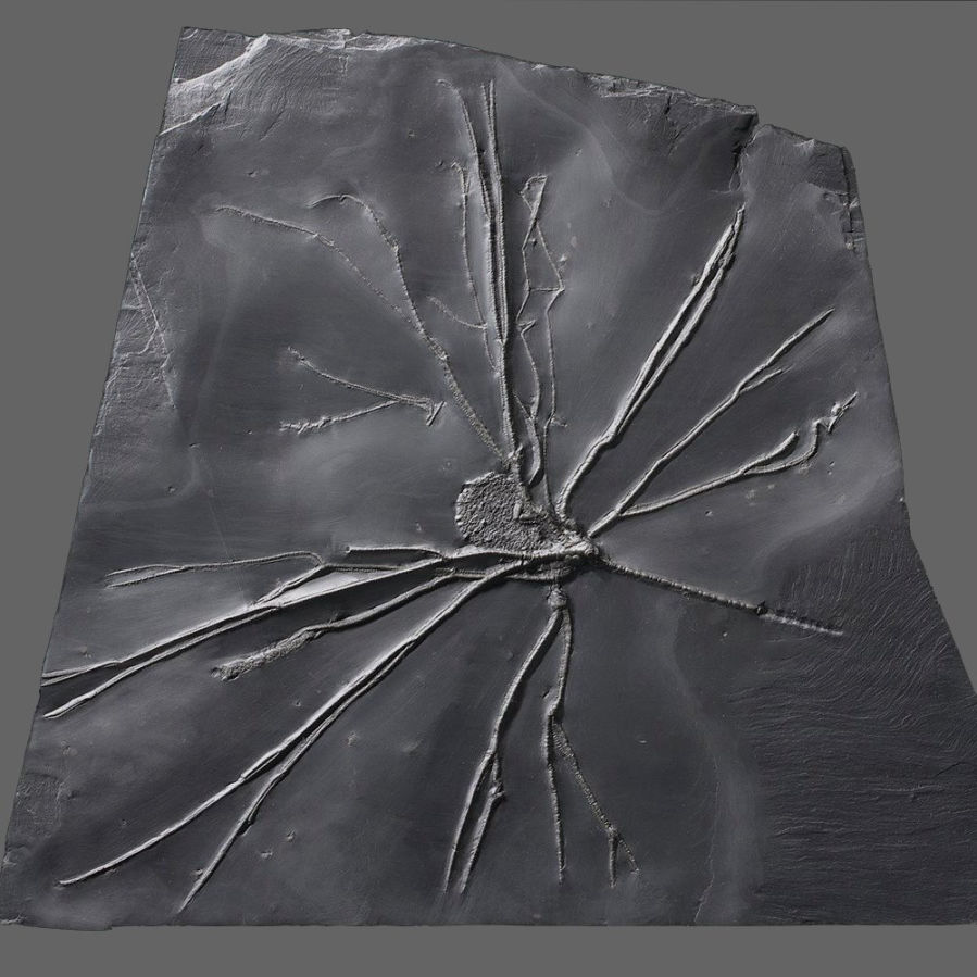 Follicrinus grabei; Bundenbach