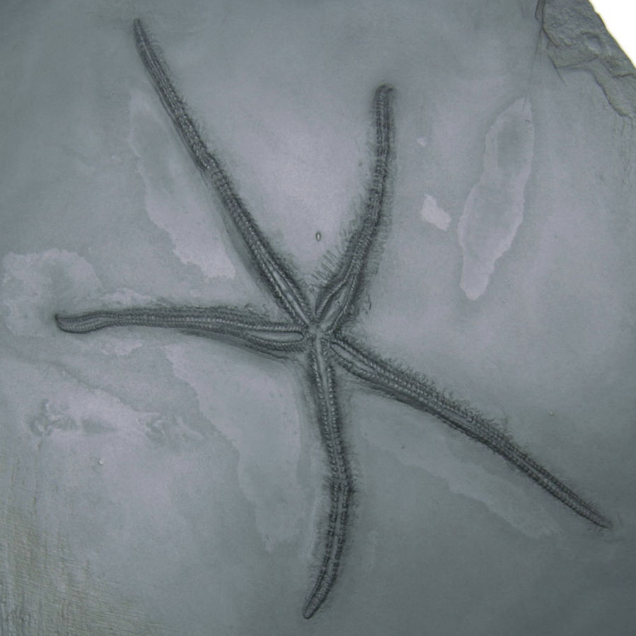 Urasterella asperula; Bundenbach