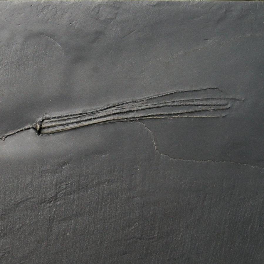 Triacrinus elongatus; Bundenbach