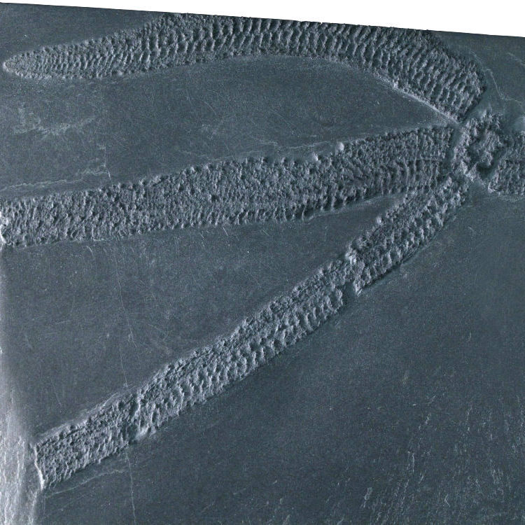 Urasterella verruculosa; Bundenbach