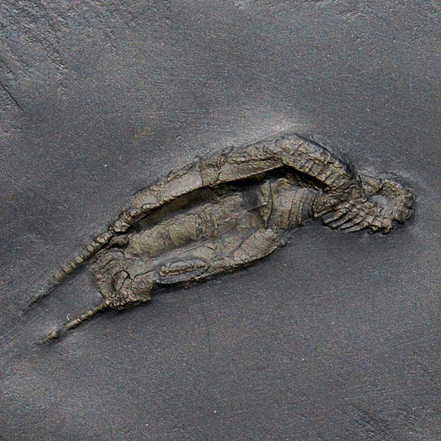 Rhenocsystis latipedunculata; Bundenbach