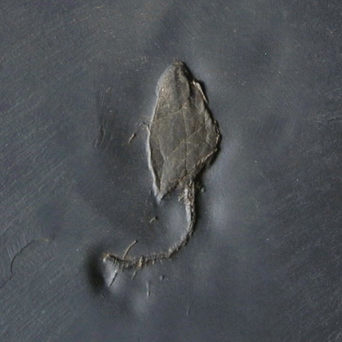 Anatifopsis styloidea; Bundenbach