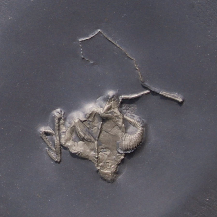 Regulaecystis pleurocystoides; Bundenbach