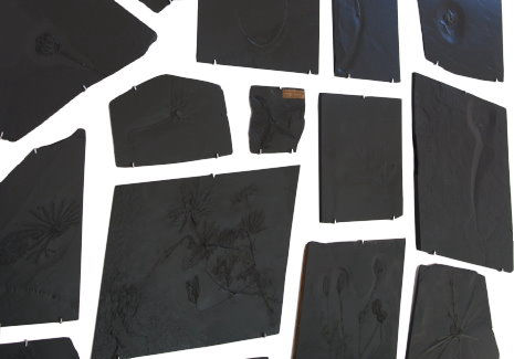 Bundenbach-Fossilien Ankauf