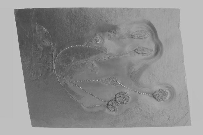 BundenbachFossilien_Praeparation_nacher