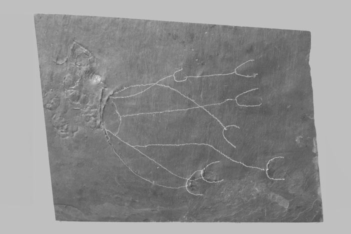 BundenbachFossilien_Praeparation_vorher