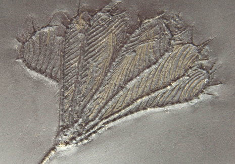 Seelilien_Bundenbach