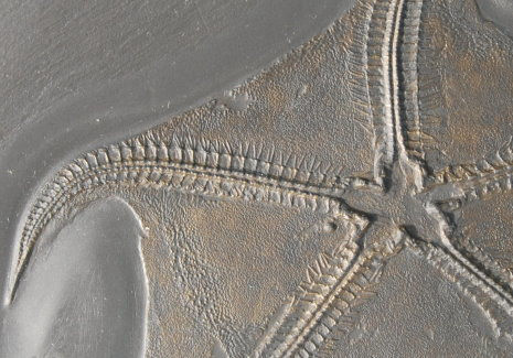 Seesterne_Bundenbach