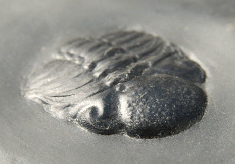 Trilobiten_Bundenbach